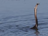 jan 076  African Darter with fish Slanghalsvoel met vangs : jan